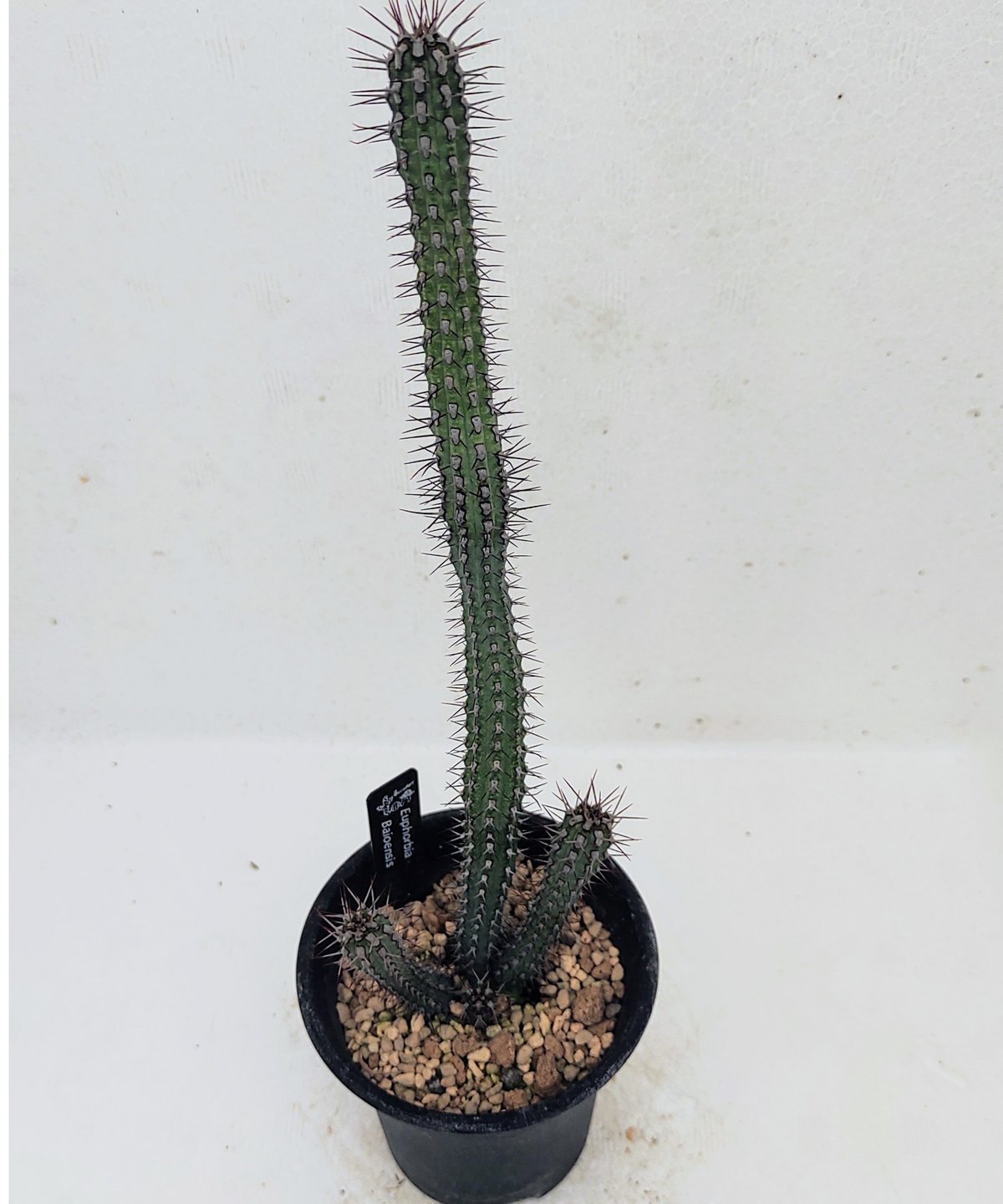 バイオエンシス ユーフォルビア | toA Succulent