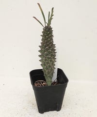 逆鱗竜　ユーフォルビア