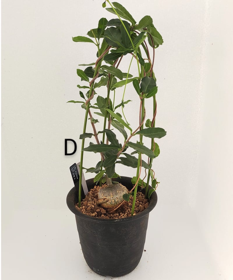 火星人 フォッケア | toA Succulent