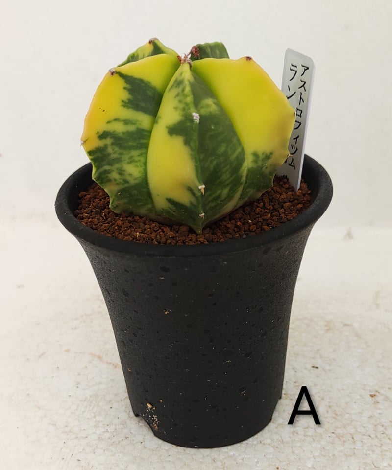 ランポー錦 サボテン | toA Succulent