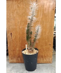 シュルドチアヌス アドロミスクス | toA Succulent