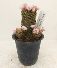 亀甲瑠璃兜 アストロフィツム | toA Succulent