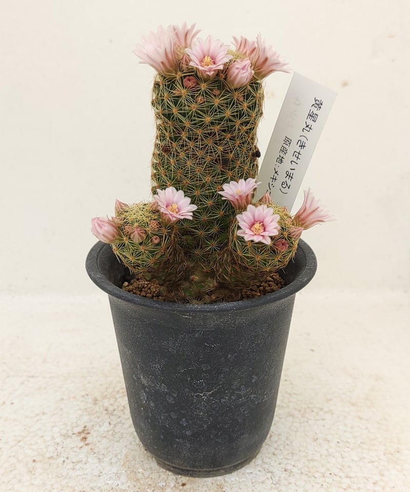 黄星丸 サボテン | toA Succulent
