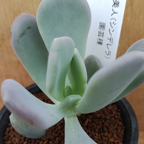 パキフィツム | STORES 多肉植物パキフィツム シンデレラ 抜き苗
