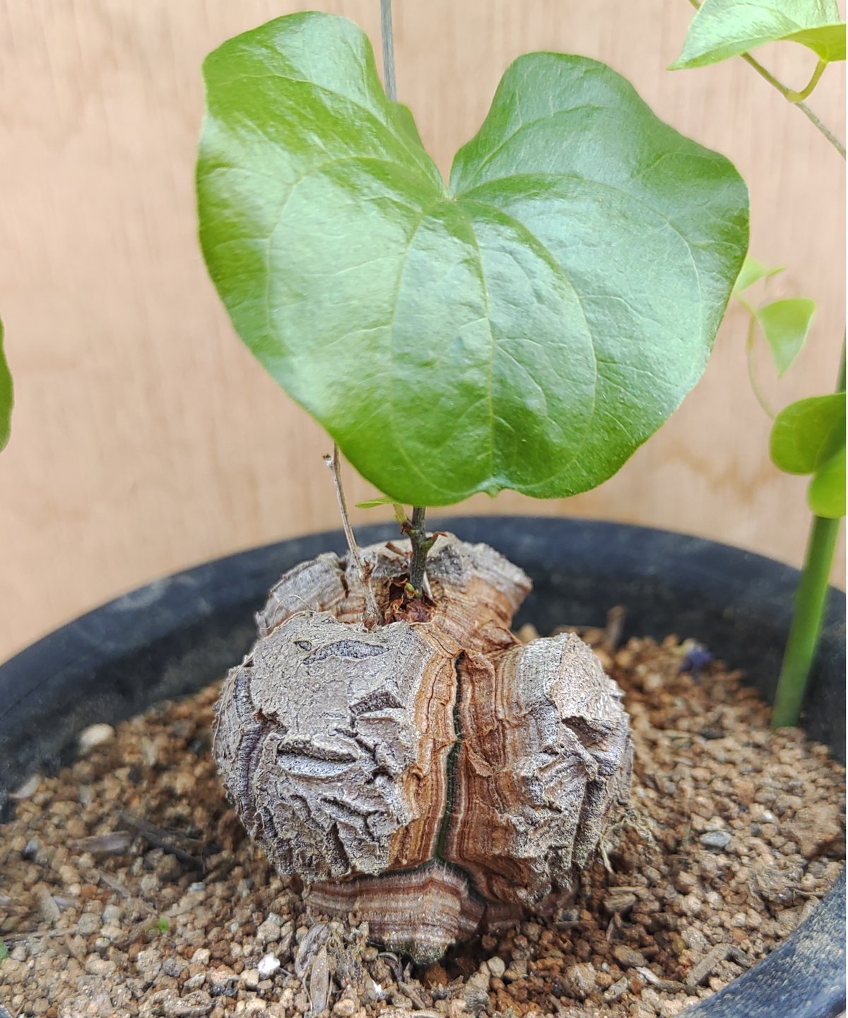 亀甲竜 アフリカ 実生選抜株 鉢のまま発送 001 - 塊根植物・コーデックス