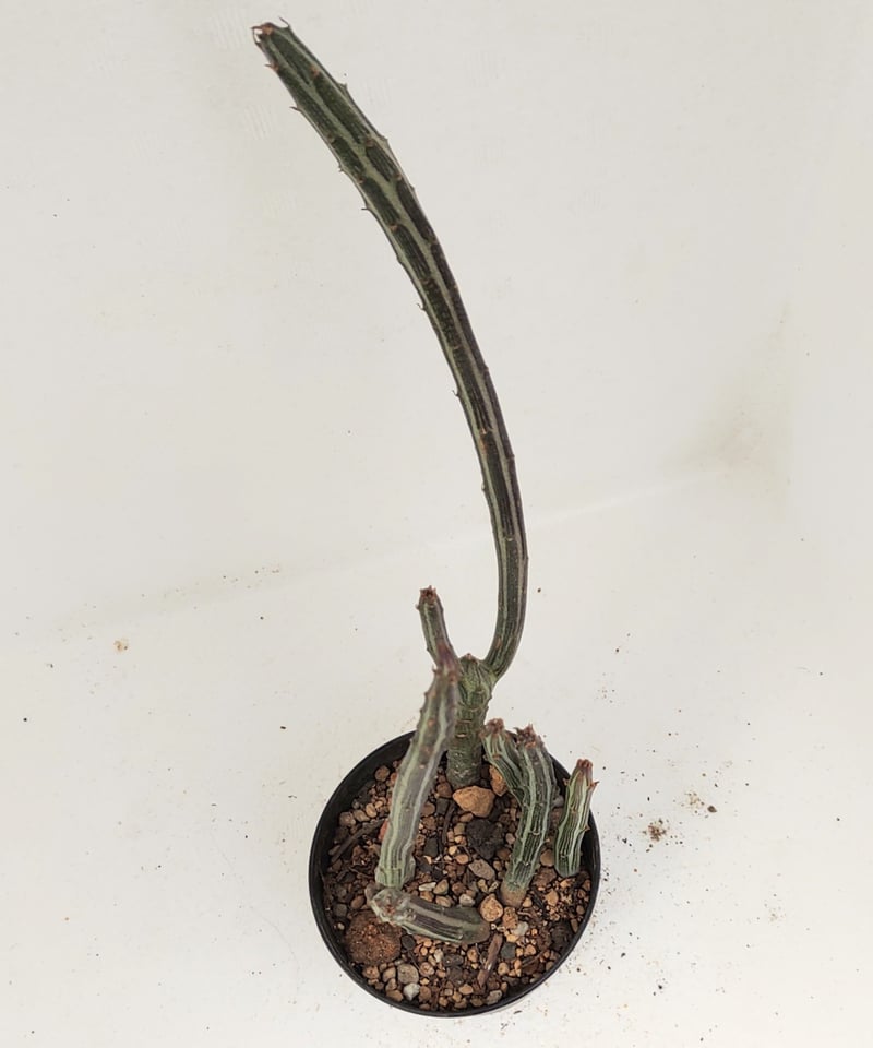 グレゴリー セネシオ | toA Succulent