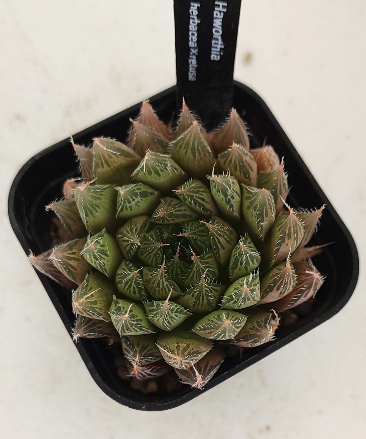 ハオルチア ヘルバセア×レツーサ ハオルチア | toA Succulent