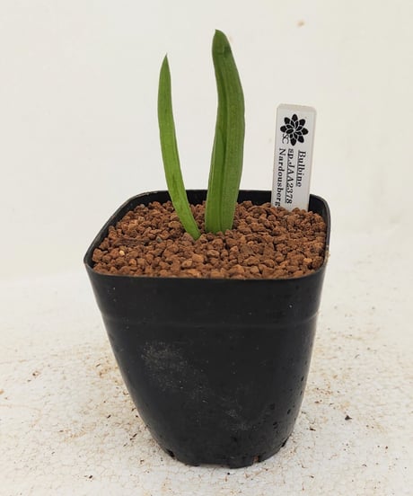 CATEGORY ケープバルブ・球根植物 | toA Succulent 674 希少 珍奇植物