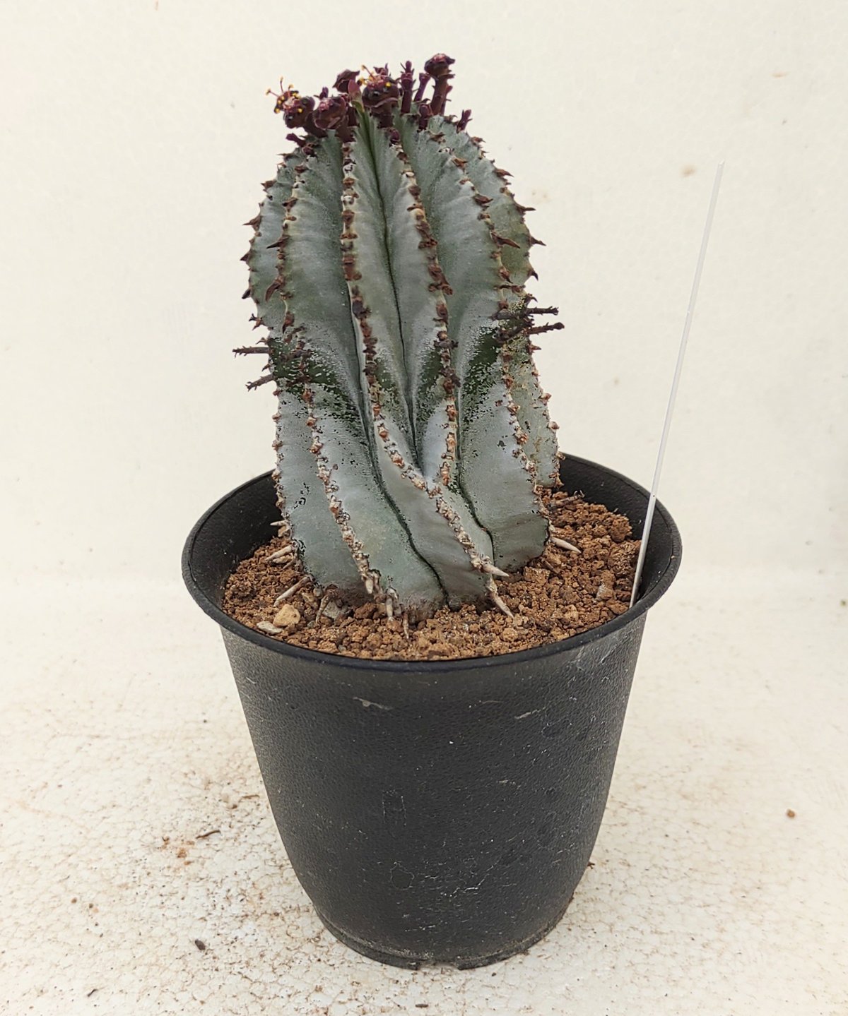 白衣ポリゴナ ユーフォルビア | toA Succulent