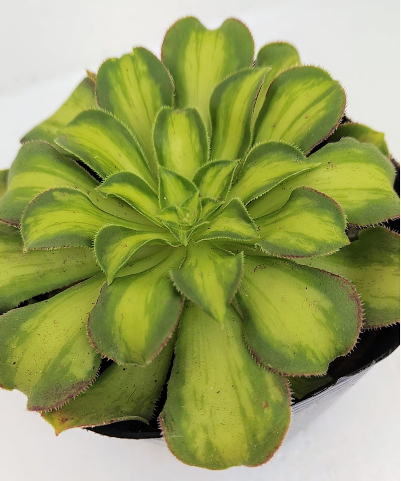 韶華錦 アエオニウム | toA Succulent 韶華錦 アエオニウム | toA Succulent