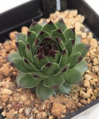 センペルビウム　デザートブルーム デザートブルーム センペルビウム | toA Succulent