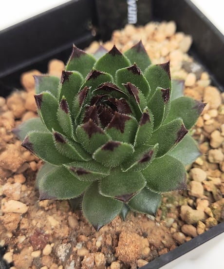 CATEGORY センペルビウム | toA Succulent