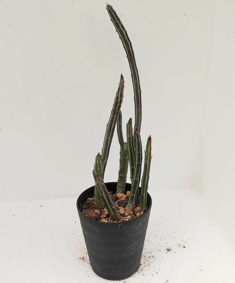 グレゴリー セネシオ | toA Succulent