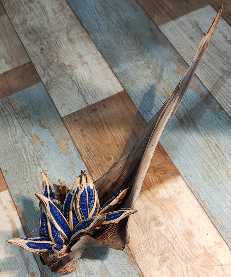 旅人の木の種 葉付き B | toA Succulent