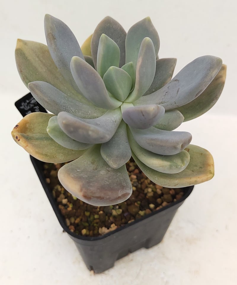 確認用　艶美人錦　多肉植物　パキフィツム 見返り美人錦 パキフィツム | toA Succulent