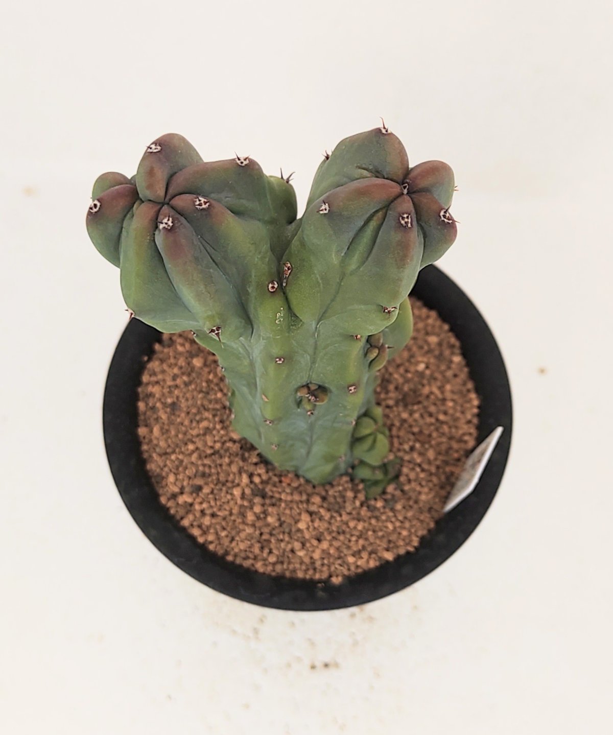 竜神木石化 A サボテン | toA Succulent 竜神木石化 A サボテン | toA Succulent
