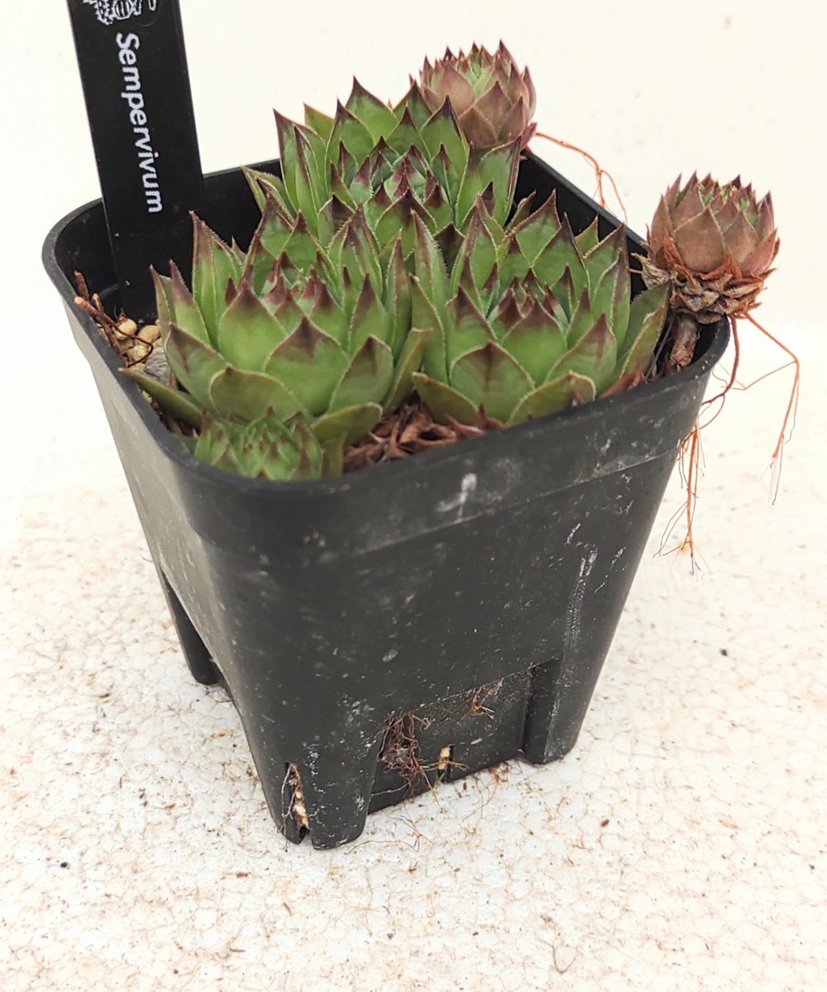 センペルビウム | toA Succulent
