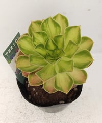 スーパーバン錦 アエオニウム | toA Succulent