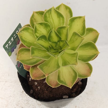 アエオニウム | STORES