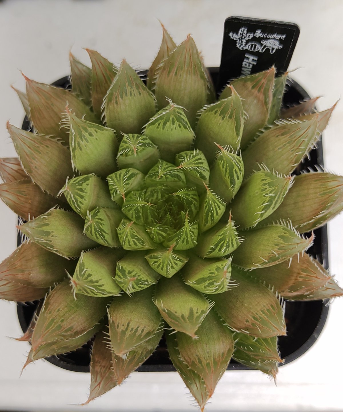 ハオルチアB | toA Succulent
