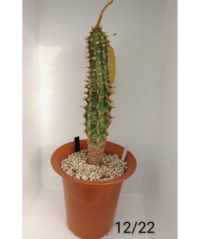噴火竜 ユーフォルビア | toA Succulent