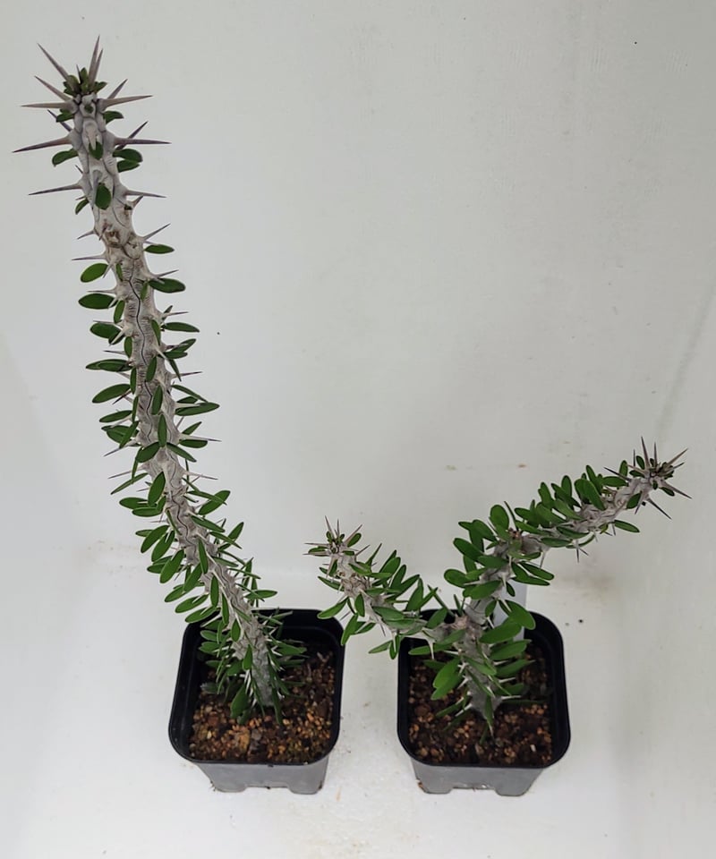 亜竜木 アローディア プロセラ | toA Succulent