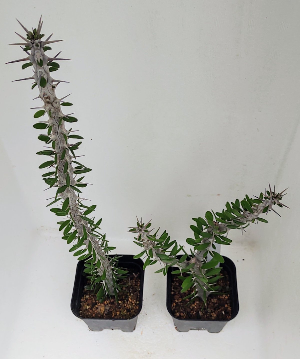アローディア　プロセラ　綴化　珍品 アローディア・プロセラ・綴化/盆栽、多肉植物、塊根植物、観葉