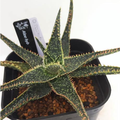 アロエハイブリッド | STORES