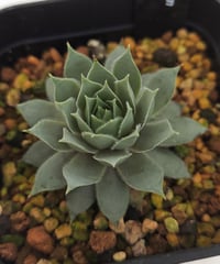 笑牡丹 センペルビウム | toA Succulent