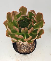 白鳳錦 アエオニウム | toA Succulent