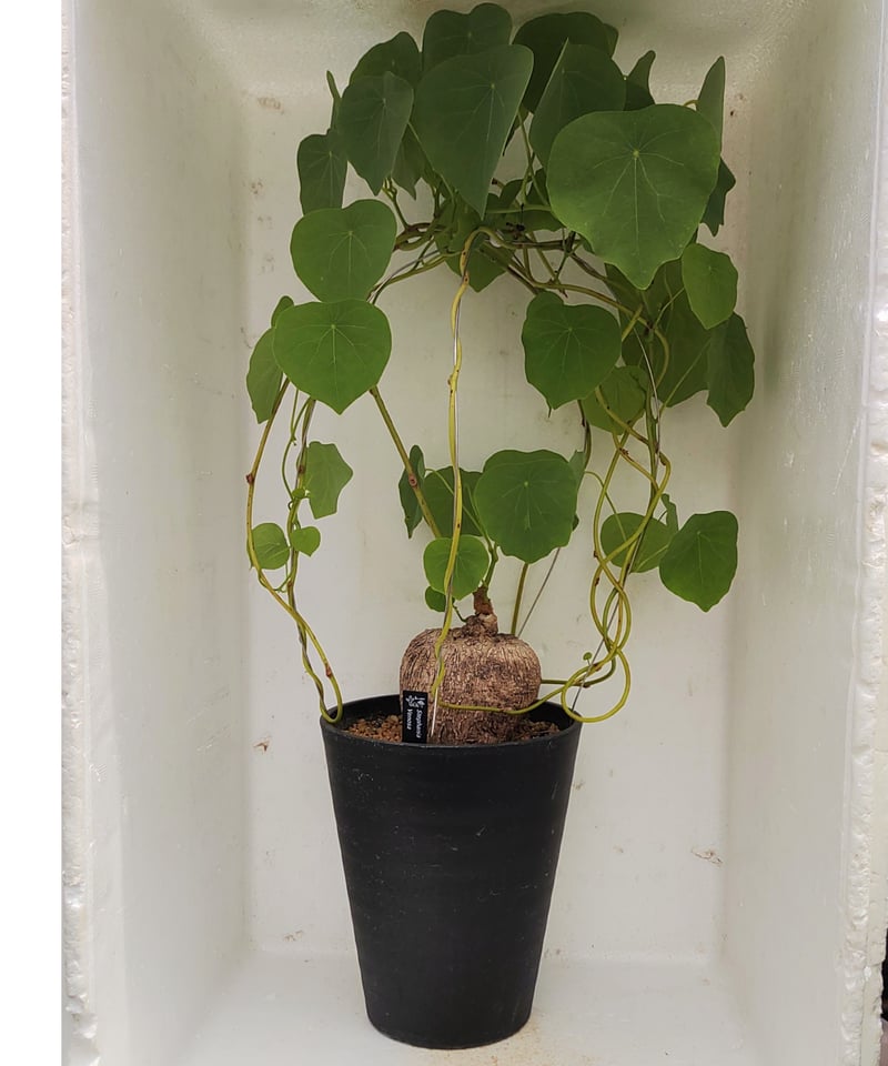 ヴェノサ ステファニア | toA Succulent