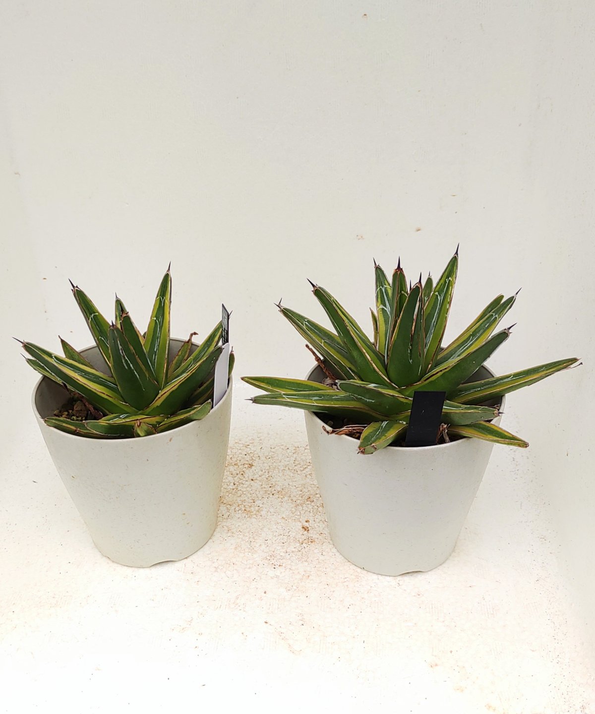 笹の雪黄覆輪 アガベ | toA Succulent