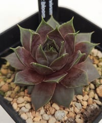 デザートブルーム センペルビウム | toA Succulent