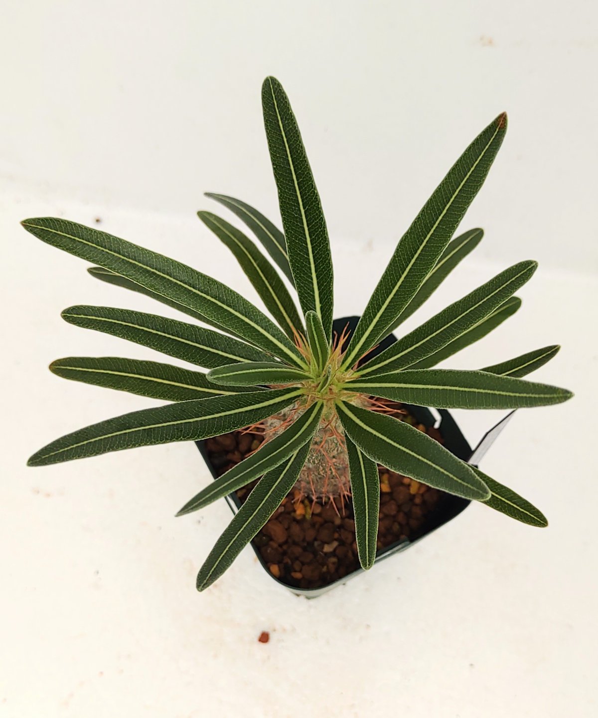 カクチペス S パキポディウム | toA Succulent