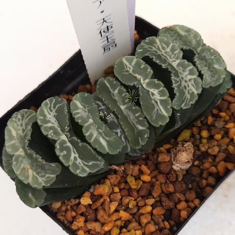 大型玉扇  美品 楽天市場】多肉植物：ハオルチア 玉扇錦 糊斑*幅5.5cm 現品！一品