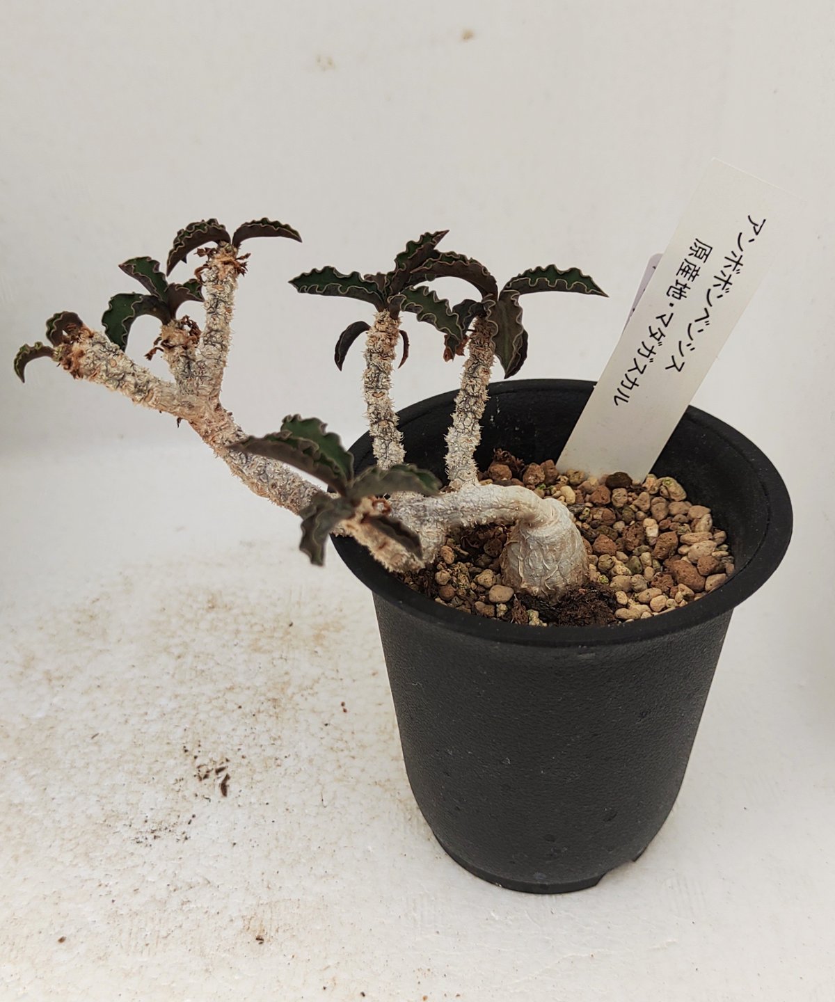 アンボボンベンシス ユーフォルビア | toA Succulent