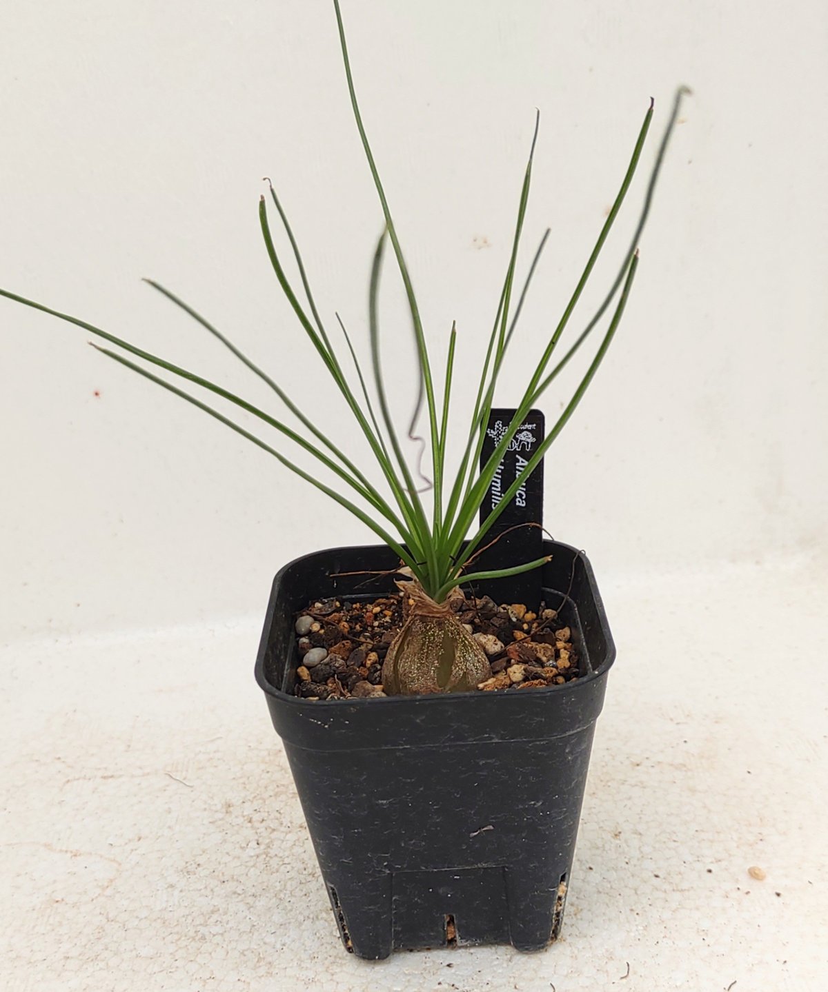 フミリス アルブカ | toA Succulent