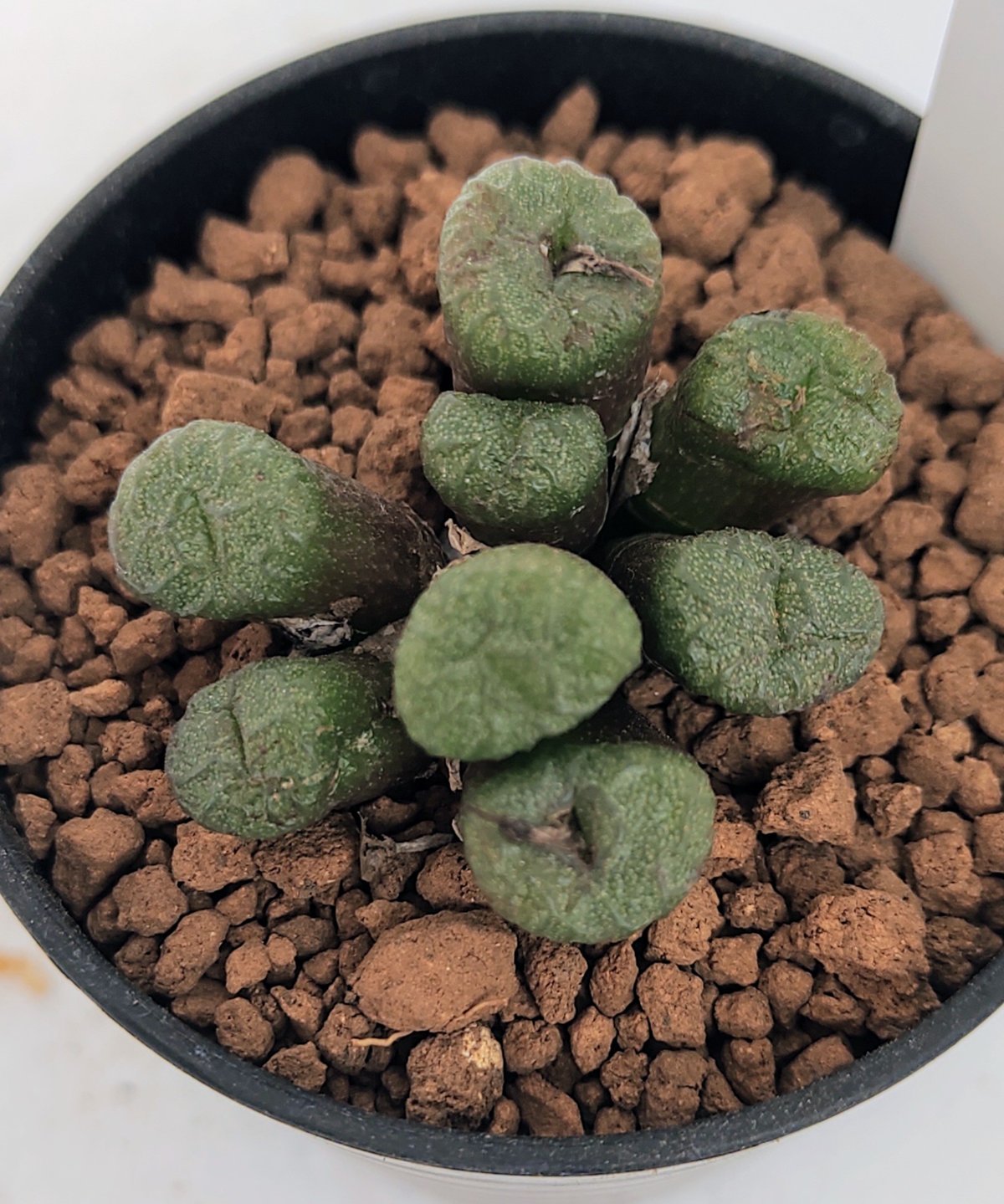 エクティプムブロウニー コノフィツム | toA Succulent エクティプムブロウニー コノフィツム | toA Succulent