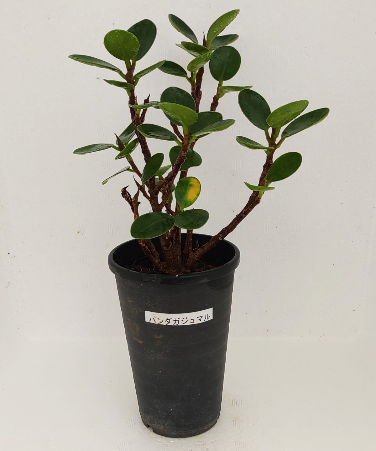 ここ様 アデニウム・パンダガジュマル おまとめ価格 