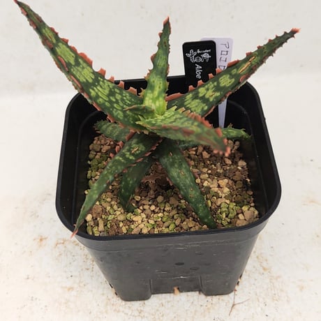 アロエハイブリッド　リクエスト品 アロエ ハイブリッド “選抜個体” 「Aloe Hybrid “Select”」56U | S