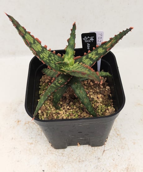 CATEGORY アロエ | toA Succulent