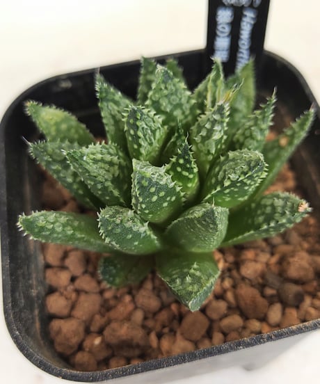 ハオルチア　連絡用 CATEGORY ハオルチア | toA Succulent