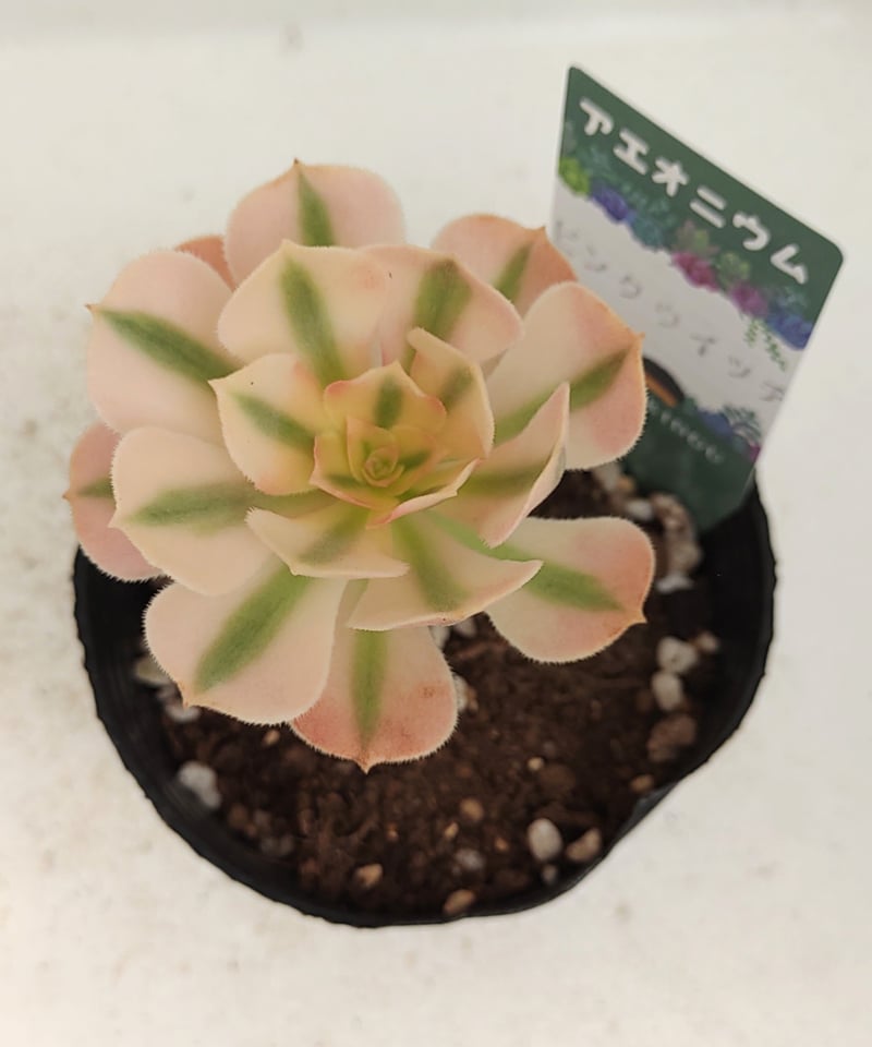 ピンクウィッチ アエオニウム | toA Succulent
