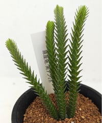 ワテルメイエリー クラッスラ | toA Succulent