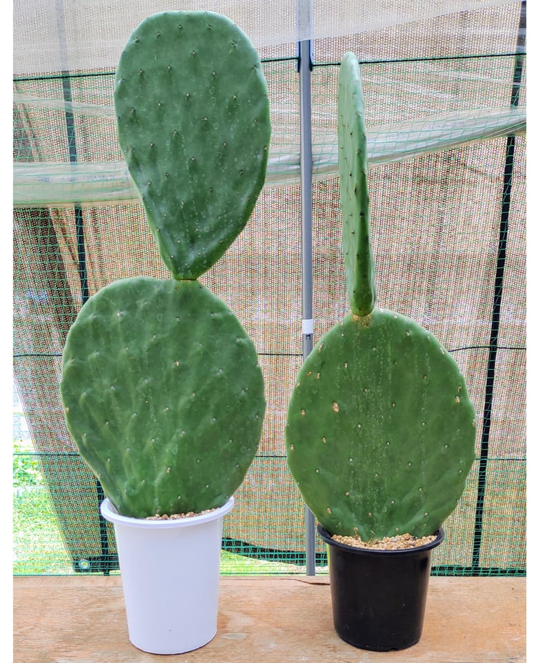 早いもの勝ち即購入OK 柱サボテン うちわサボテン　ウチワサボテン　ロサンゼルス 楽天市場】うちわ サボテンの通販