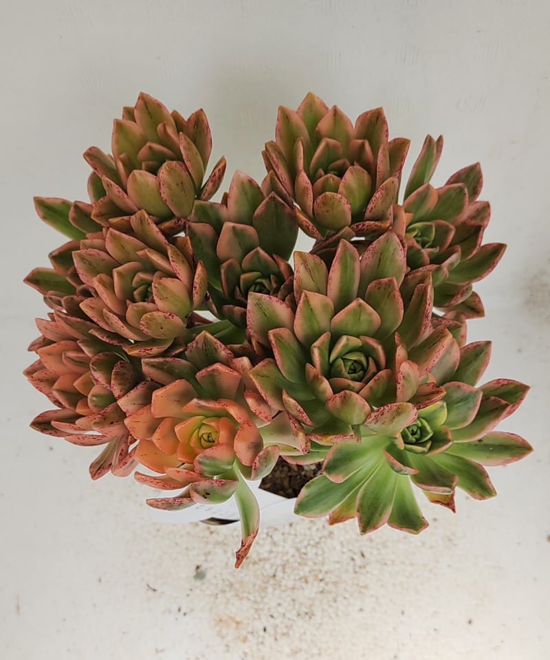甜茶錦 アエオニウム | toA Succulent
