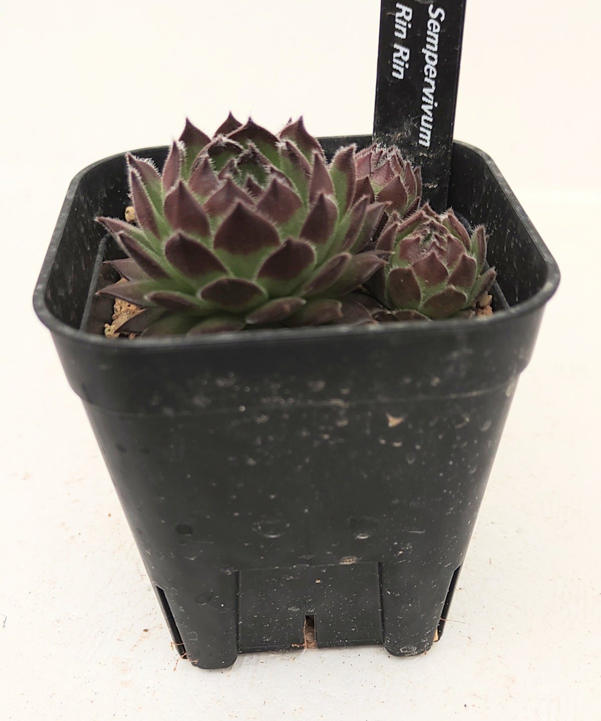 センペルビウム うりぼう リンリン センペルビウム | toA Succulent