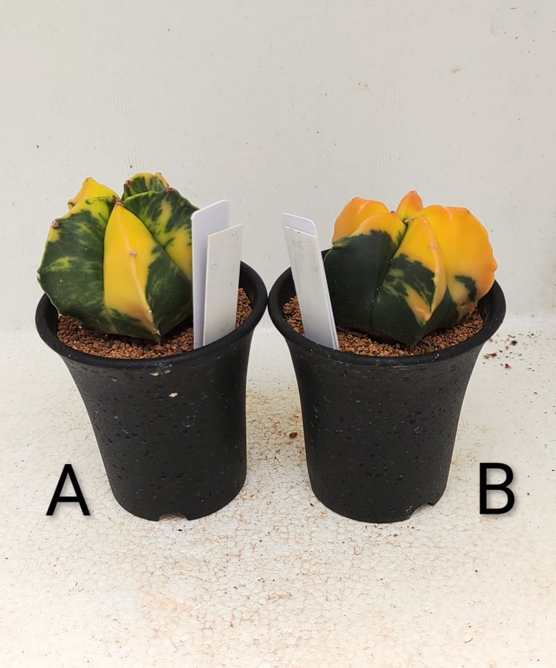 サボテン ランポー錦 サボテン | toA Succulent