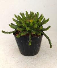 姫キリン ユーフォルビア | toA Succulent