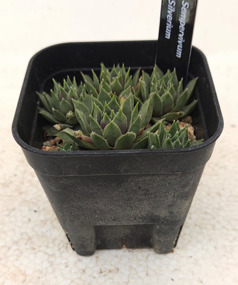 シルベリウム センペルビウム | toA Succulent